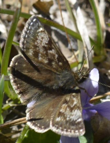 Erynnis tages
